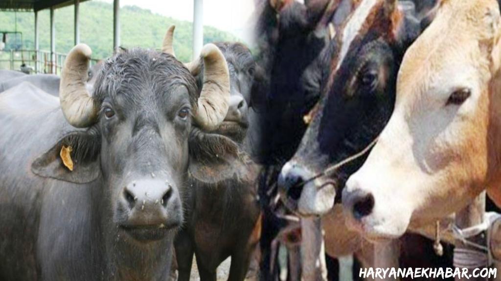अब पशुओं को भी जोड़ा जाएगा आधार कार्ड से, तभी मिलेगा सरकारी योजनाओं का लाभ Cow and Buffalo
