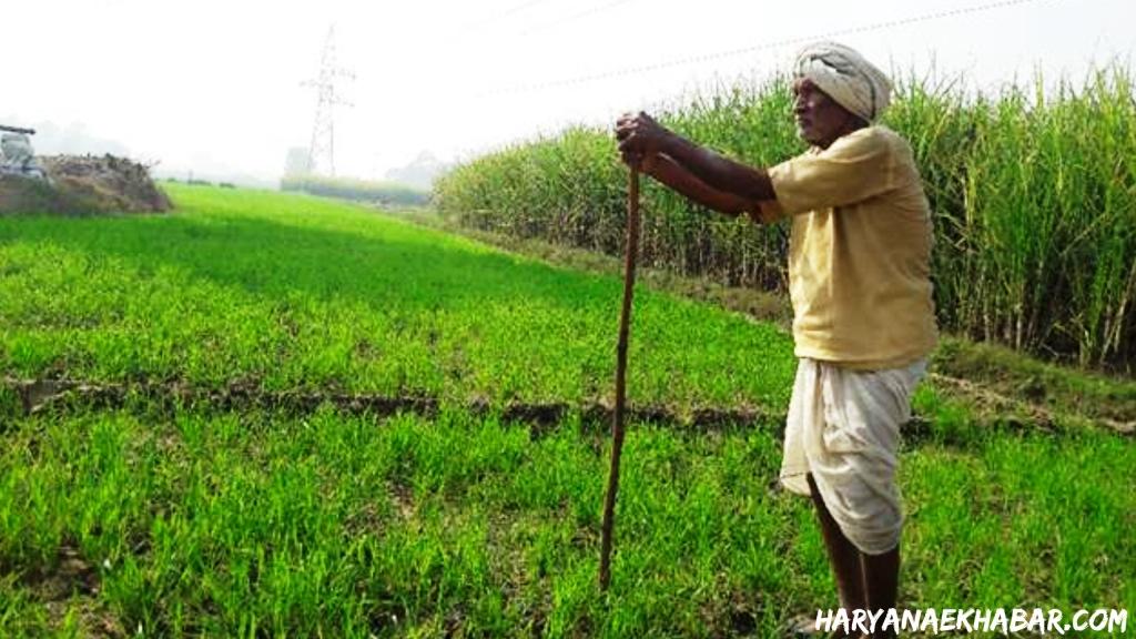 कपास उत्पादकों के लिए कृषि विभाग ने जारी की जरूरी एडवाइजरी, दी यह सलाह Kisan 2
