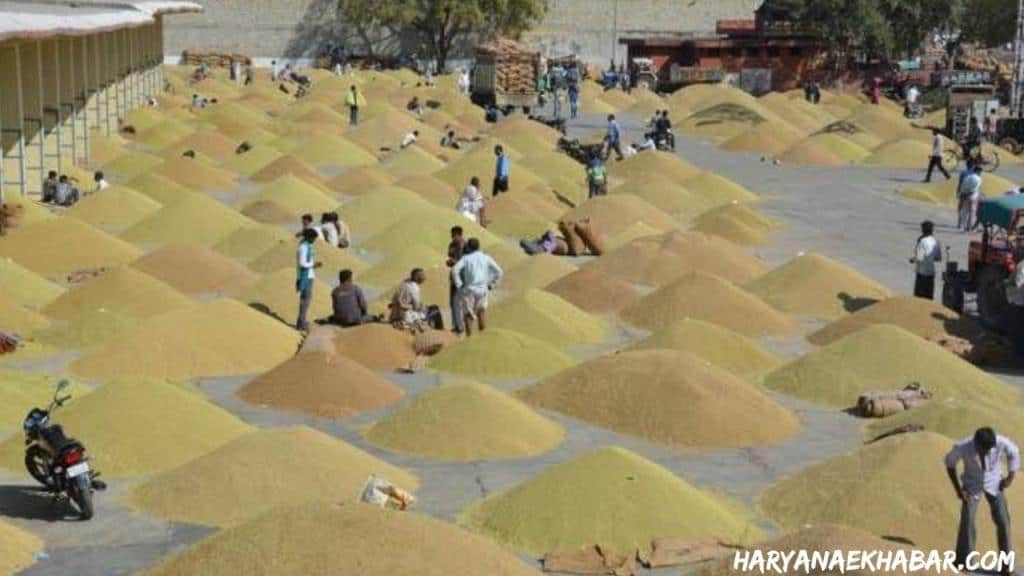 बासमती धान के भाव में गिरावट से किसानों में मायूसी, भाव गिरने की यें हैं बड़ी वजह Anaj Mandi