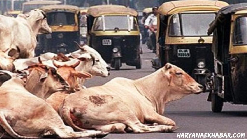 हरियाणा के कई जिलों में पशुओं के सुखे चारे का संकट गहराया, इस जिलें में लगानी पड़ी धारा-144 Besahara Pashu