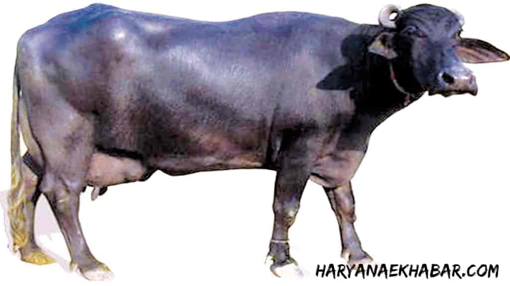 हरियाणा में पशुपालकों के लिए अच्छी खबर, अब एक सेंसर देगा आपकी भैंस की तमाम बीमारियों की जानकारी Buffalo