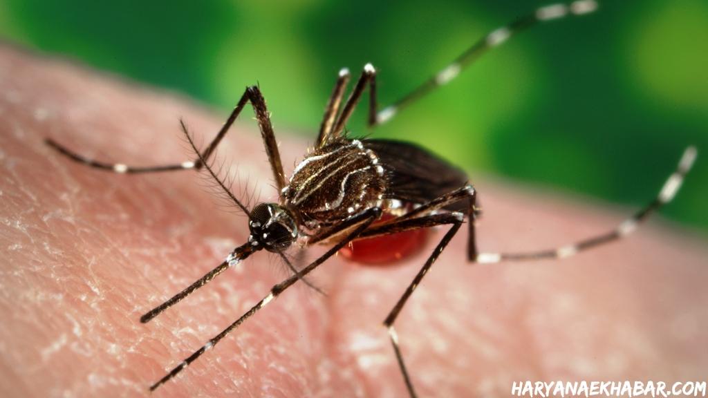 हरियाणा के इस जिले में डरा रहा डेंगू मच्छर का प्रकोप, हजारों घरों को नोटिस जारी Dengue Mosquito