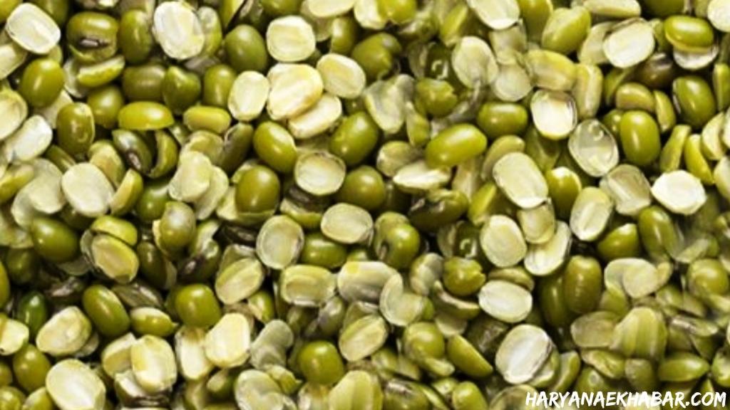 हरियाणा में आज से मूंग की सरकारी खरीद हुई शुरू, जानें कितना मिल रहा भाव Moong Dal