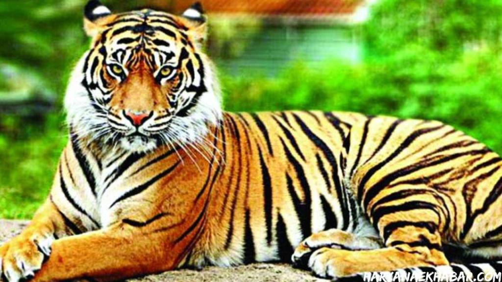 हरियाणा के इस पार्क में 110 साल बाद दिखा बंगाल टाईगर, वन मंत्री ने शेयर की फोटो Tiger Bagh