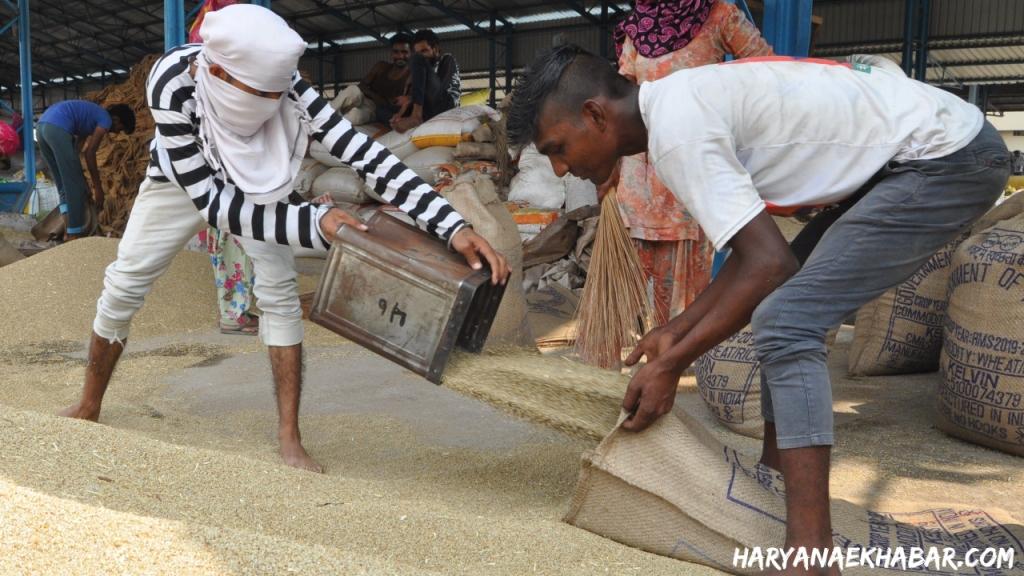 हरियाणा में 1 अक्टूबर से होगी बाजरे की सरकारी खरीद, MSP और मंडी रेट अंतर की भरपाई करेगी सरकार Bajra Mandi