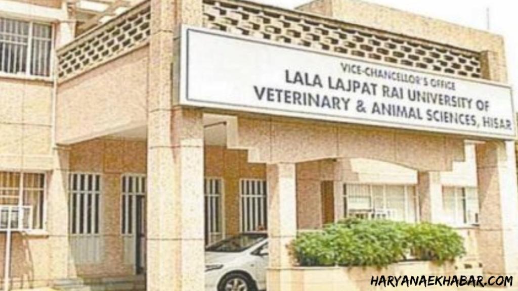 LUVAS यूनिवर्सिटी हिसार में आई भर्ती, दसवीं पास उम्मीदवार करें आवेदन Lala Lajpat Rai University of Veterinary Animal Sciences Hisar Luvas