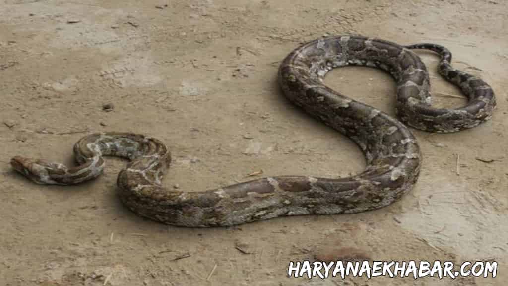 हरियाणा के चंडी मंदिर में निकला 8 फीट लंबा अजगर सांप, लोगों में मचा हड़कंप SNAKE IMAGE