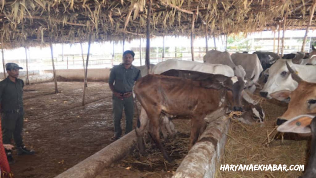 अब बनाये जायेंगे नंदी गौशाला के पक्के शेड: मंत्री मूलचंद शर्मा GOSALA