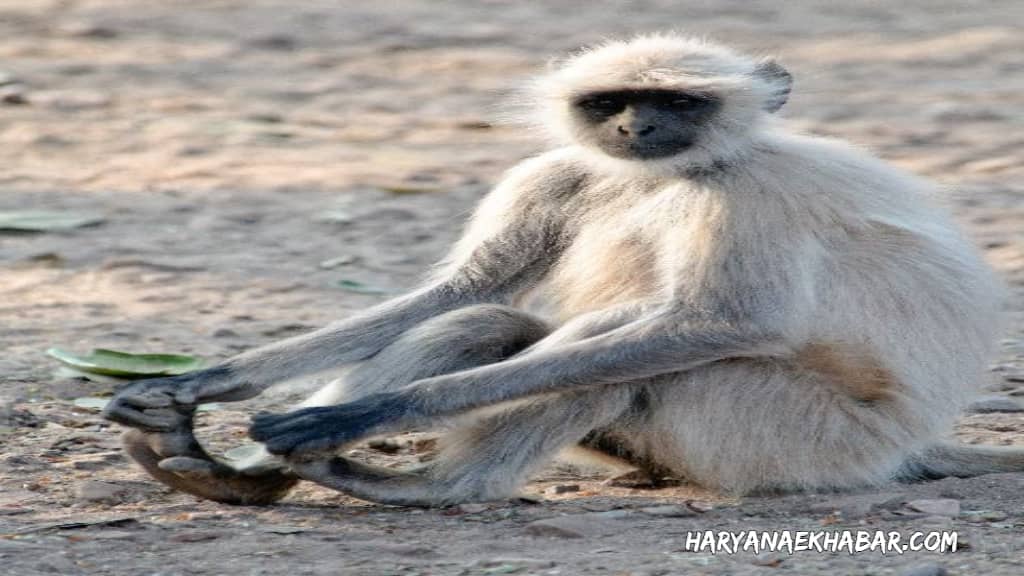 समालखा में बंदर पकड़ने से पहले फाइल पकड़ना बड़ी जंग, पढ़िए बदहाल सिस्टम की खबर MONKEY