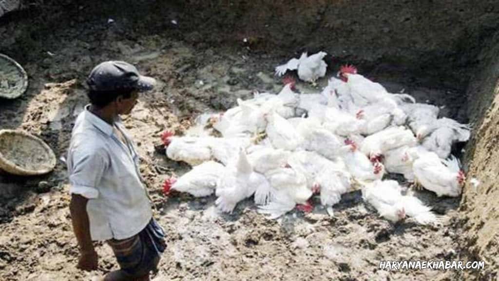 पंजाब सेफ जोन में, सोलन, करनाल तथा दिल्ली से आये सैंपल में मिला बर्ड फ्लू BIRDMURGIHEN