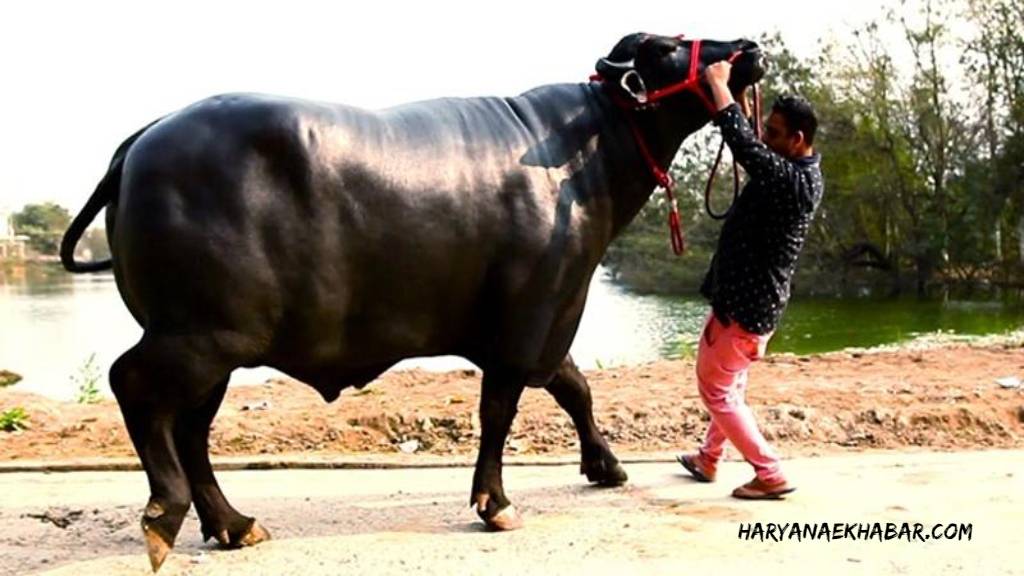 हरियाणा में शोक की लहर, 21 करोड़ के सुल्तान की हार्ट अटैक से मौत YUVRAJ SAND