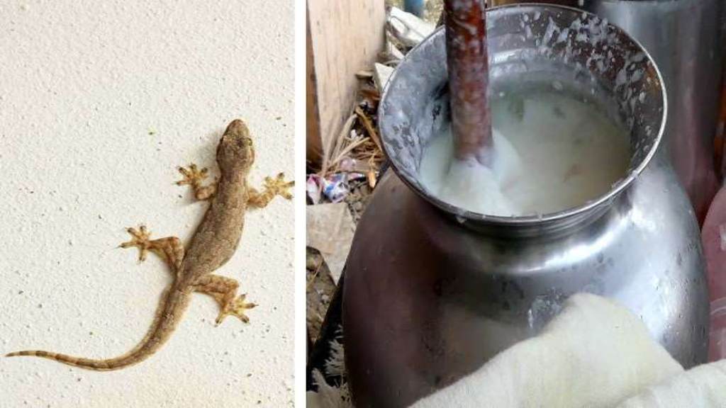 जींद में दर्दनाक हादसा लस्सी में गिरी छिपकली, पीने से 2 की मौत 5 की हालत गंभीर jind latest news