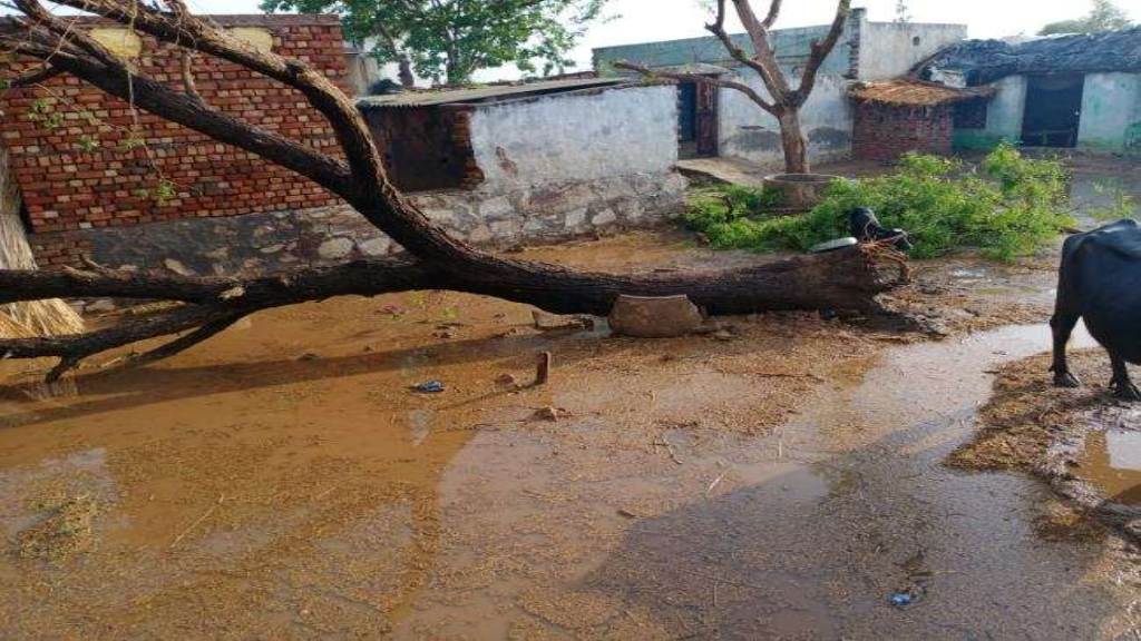 मेवात में तुफानी बारिश के साथ जमकर ओलावृष्टि, 18 दुधारू मवेशियों की गई जान mewat