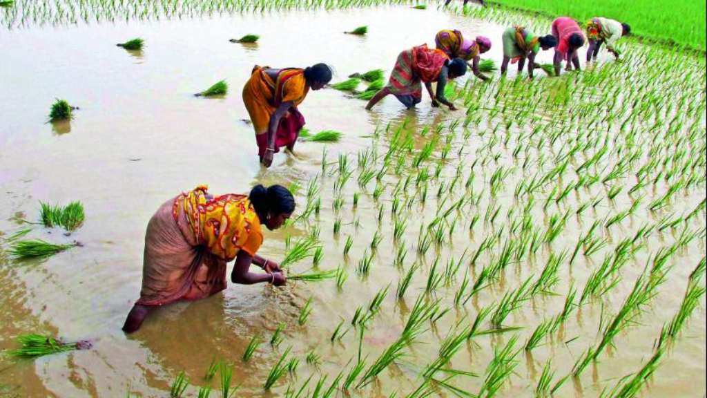 पानीपत में 15 जून तक धान रोपाई पर प्रशासन ने लगाई रोक, उल्लंघन करने पर होगी कार्रवाई peddy dhan