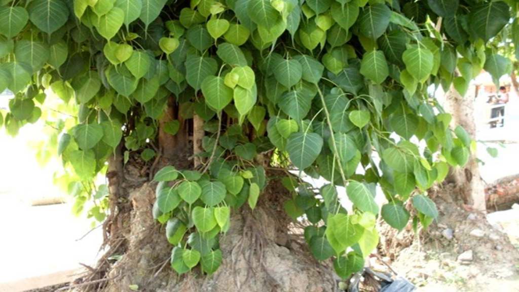 फेफड़ों के लिए फायदेमंद है पीपल के पत्ते, जाने इसके चमत्कारी लाभ pipal