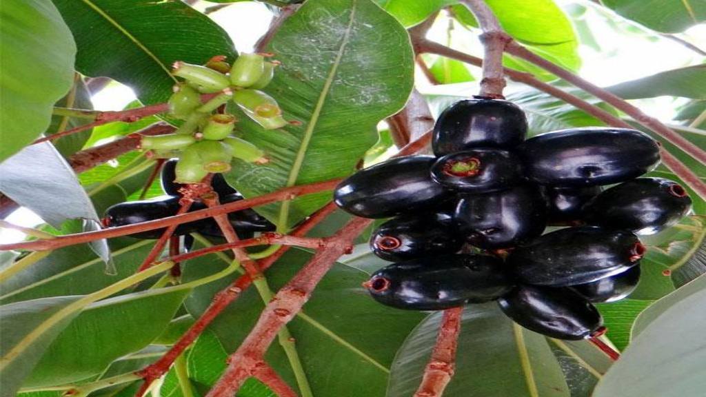 कोरोना में बड़े काम का है जामुन, डायबिटीज नहीं अन्य रोगों में भी है बेहद गुणकारी, जानें कैसे करें इस्तेमाल jamun