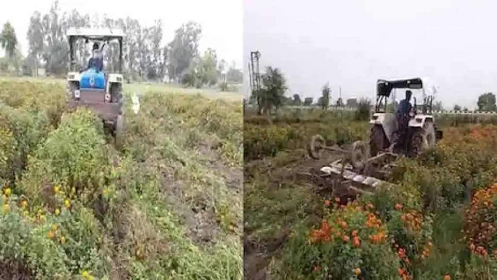 हरियाणा: लॉकडाउन की वजह से फूलों की खेती बर्बाद, किसानों ने चला दिए खड़ी फसल पर ट्रेक्टर, देखे विडियो jind flower