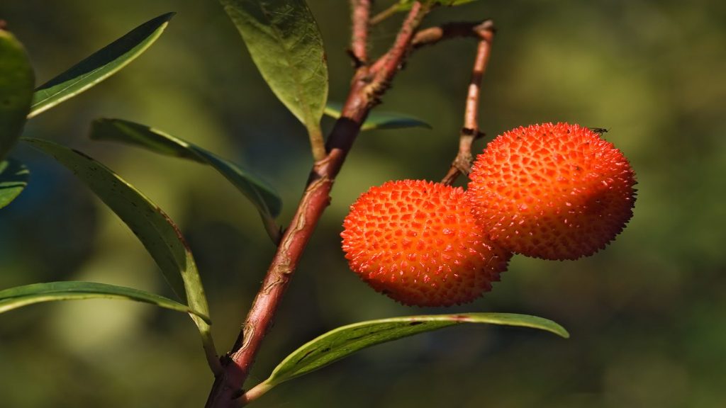 झज्जर जिले में लहराएंगे स्ट्राबेरी के बाग, बागवानी विभाग लगवाएगा बाग़ strawberry