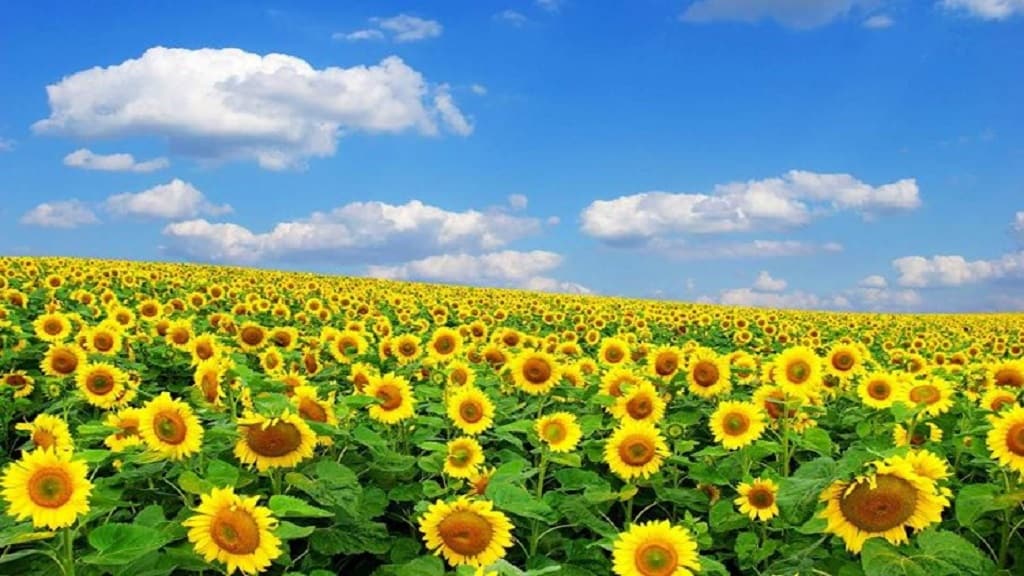 कुरुक्षेत्र में बनेगी पहली सहकारी सूरजमुखी तेल मिल, जमीन खरीद को मिली मंजूरी surajmukhi flower