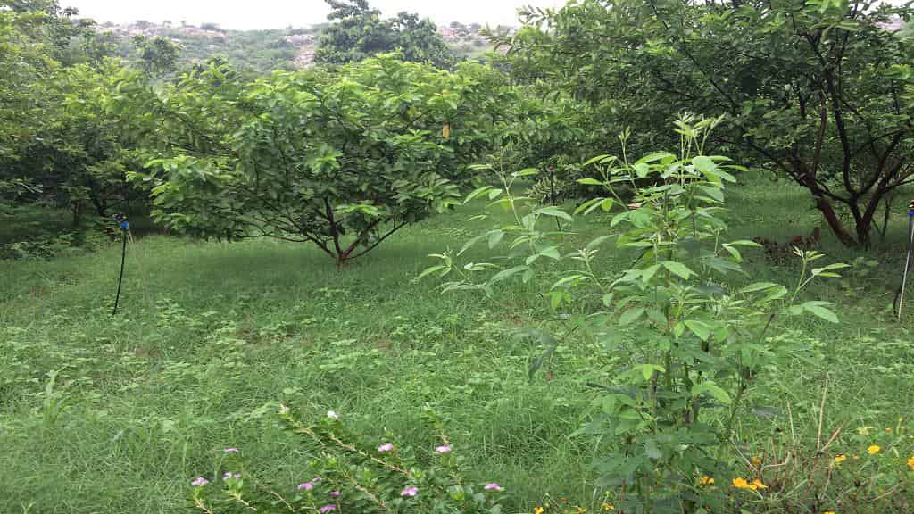 हरियाणा: बागवानी की खेती के लिए सरकार ने खोला खजाना, ऐसे मिलेगा फायदा bagh baag bag farming