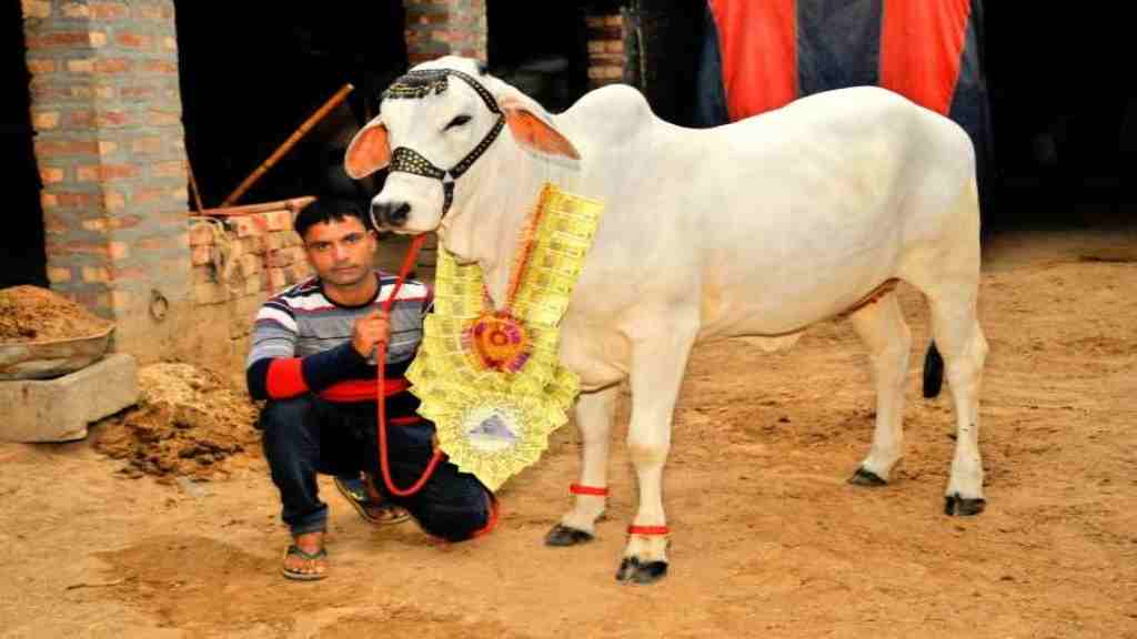 फतेहाबाद के इस गांव में सवा 4 लाख रुपए में बिकी देशी गाय की बछड़ी, 2100 रुपए की माला व पैर छूकर किया विदा cow news