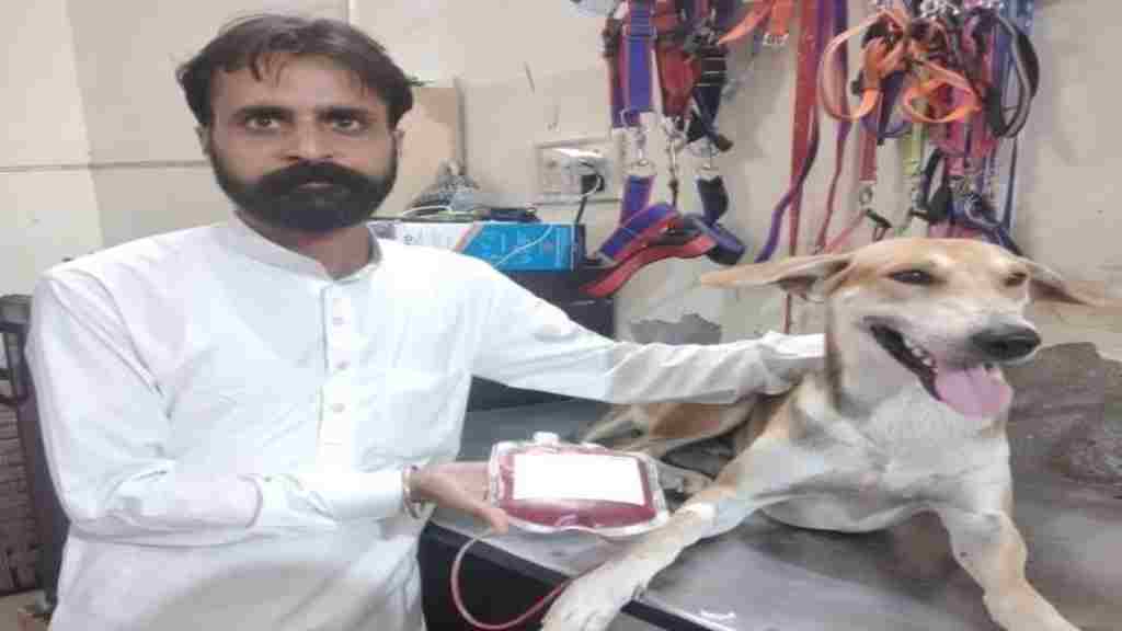 हरियाणा के अंबाला में अनोखा मामला, घुमंतू कुत्ते ने रक्तदान कर बचाईं पालतू कुत्ते की जान dog blood donation news