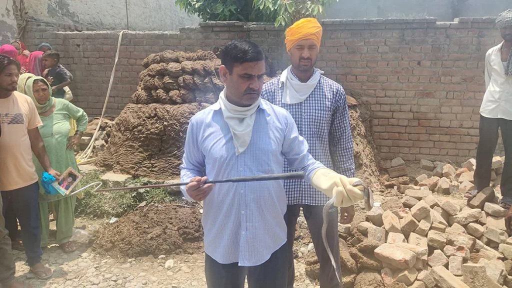 करनाल में 14 साल की बच्ची को कोबरा सांप ने काटा, झाड़ फूंक के दौरान हुई मौत saap snake catch