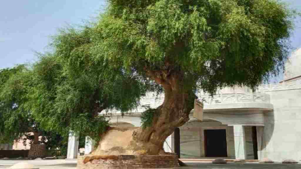 जानिए महाभारत के साक्षी वटवृक्ष की कहानी, जहां श्री कृष्ण ने अर्जुन को दिया था गीता का उपदेश sirsa