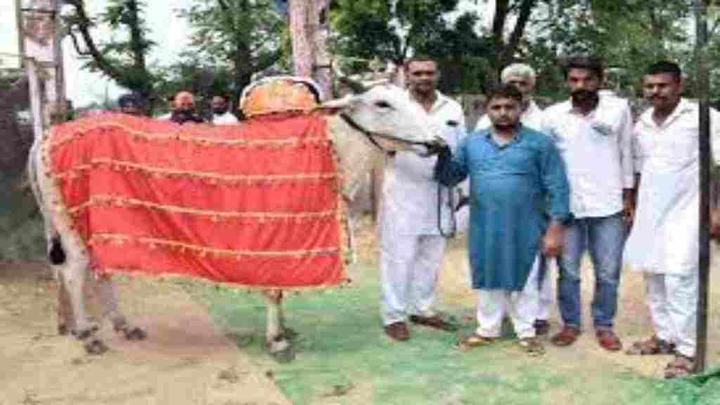 हरियाणा का 4 साल का योद्धा बैल 16.51 लाखों रुपए में बिका, 25.10 सेकंड में लगा चुका है 396.24 मीटर दौड़ bail