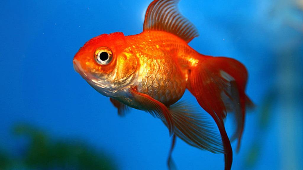 मत्स्य पालन के लिए सरकार दे रही है अनुदान राशि, इस तरह उठाए योजना का लाभ GoldFish Ka Scientific Naam Kya Hai