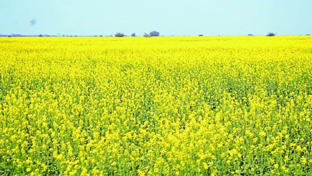 HAU ने सरसों की 'RH 725' नई किस्म की विकसित, यहाँ पढ़िए गजब के फायदे Sarso Ka Khet