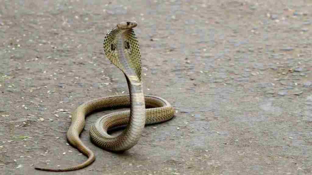 Kaal Sarp Dosh: क्या होता है कालसर्प दोष, जानें पंडित प्रदीप मिश्रा के अचूक उपाय snake saap