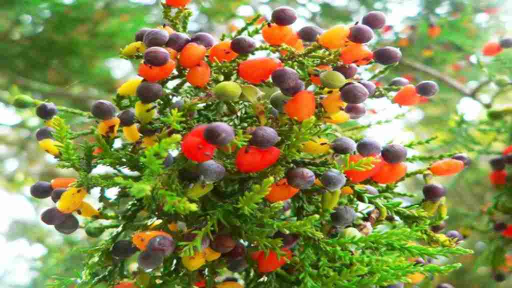 एक पेड़ पर लगते हैं 40 तरह के फल, ट्री ऑफ 40 बना दुनिया भर में चर्चा का विषय tree