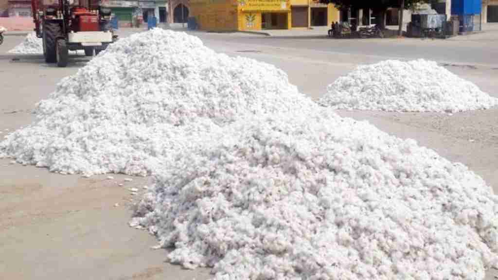 फिर से नरमा खरीद का हब बनेगा हरियाणा का यह जिला, व्यापारियों के रुझान से 2 नई कॉटन फैक्ट्रियां हुई शुरू kapas