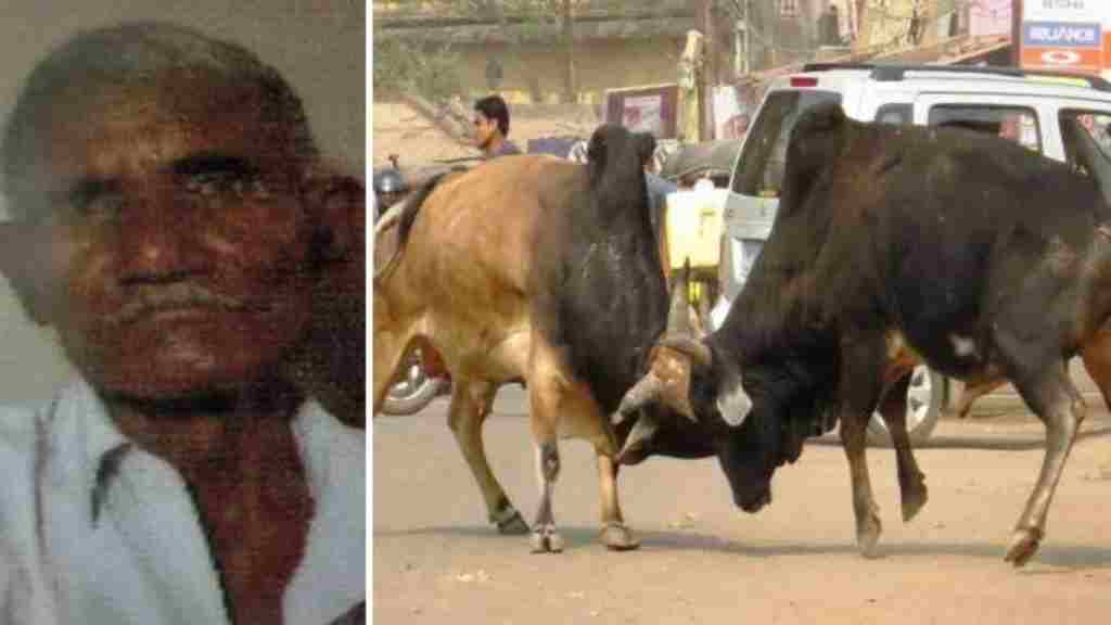 दिल दहला देने वाला खौफनाक मंजर, सांडों ने बुजुर्ग को सींगों से उठाकर पटक-पटक कर मार डाला news 4