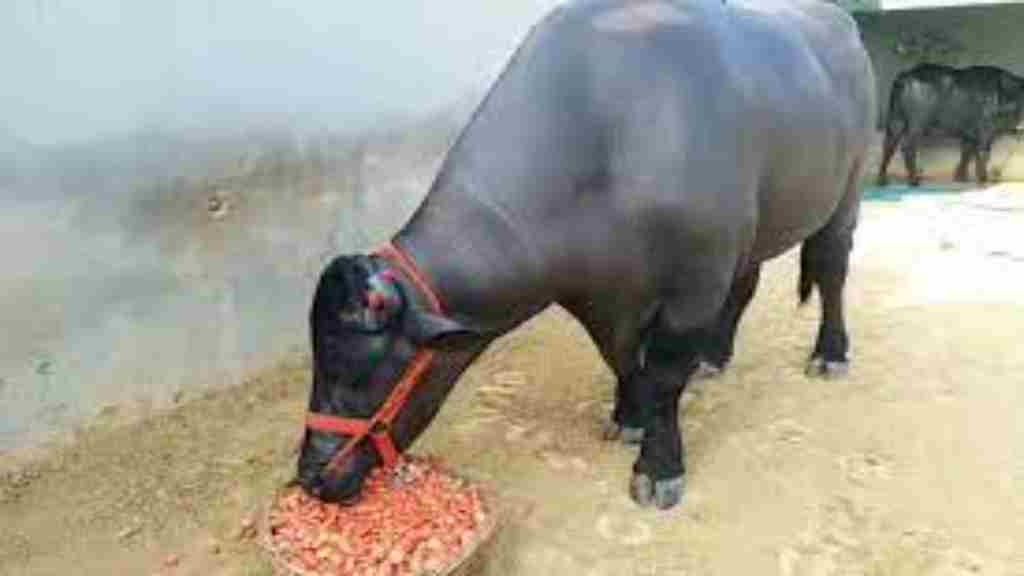 हरियाणा का मुर्रा भैंस बना करोड़पति, जानिए कैसे भैंस बना 'ब्रांड' bhasha