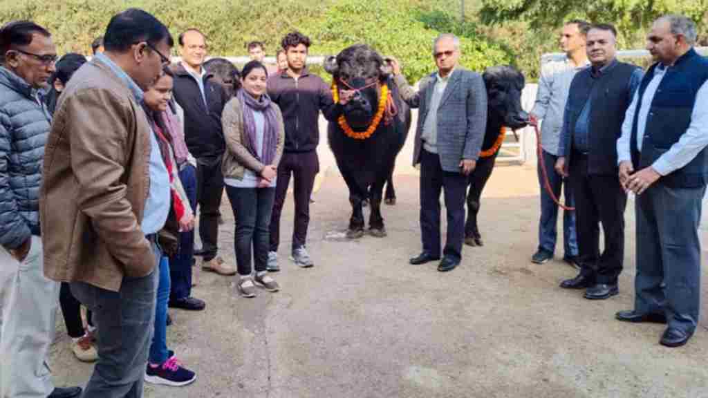 हिसार में गौरव नाम का यह कटड़ा (झोटा) बटोर रहा है सुर्खियां, जानें इसकी खासियत buffalo