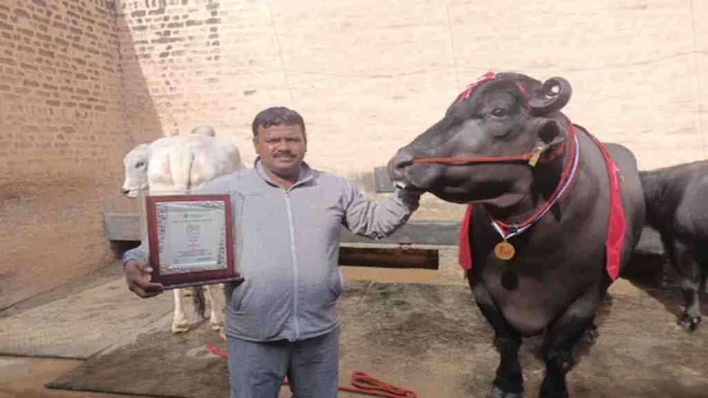 हरियाणा में एक बार फिर छाया रुस्तम झोटा, हिमाचल प्रदेश में जीता कृषक रत्न अवार्ड jind