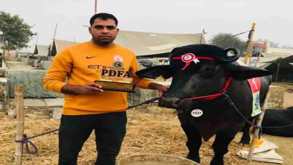 बीटेक इंजीनियर ने ऐसा मुर्राह नस्ल का कटड़ा किया तैयार, कीमत है करोड़ों में news 15