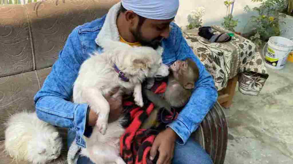 हरियाणा में महाराष्ट्र से अलग नजारा, यहां बंदर, बिल्ली और कुत्तों के बीच प्रेम-भाव की अलग ही तस्वीर आई सामने news 17