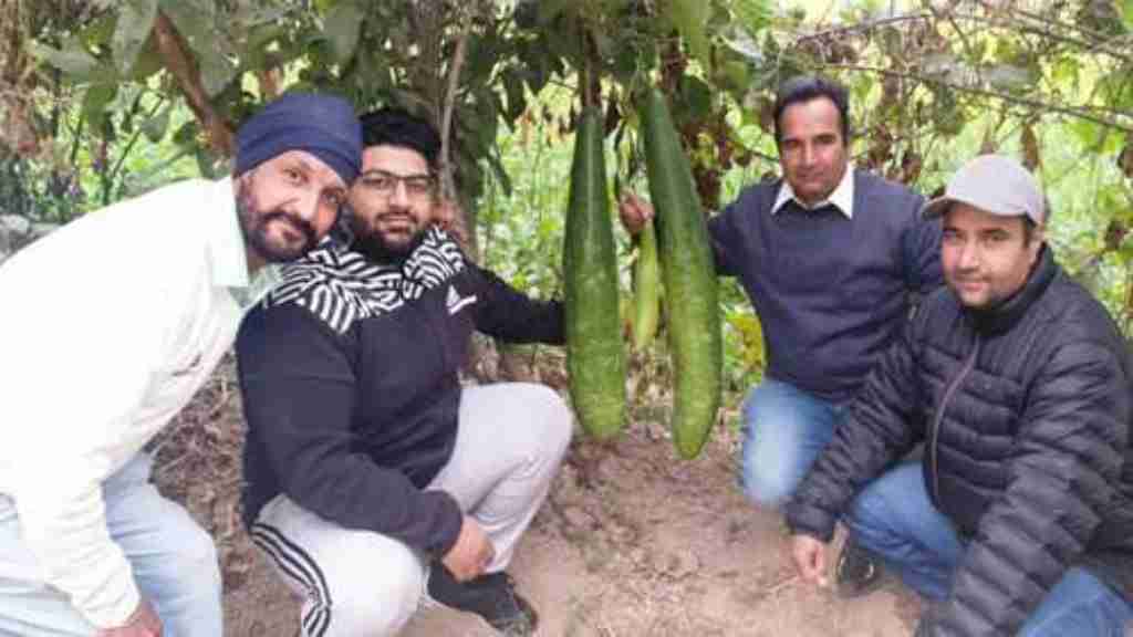 किसान विक्की भिंडर की खास लौकी बनी चर्चा का केंद्र, सभी लोग देखने जा रहे यह लौकी news 6