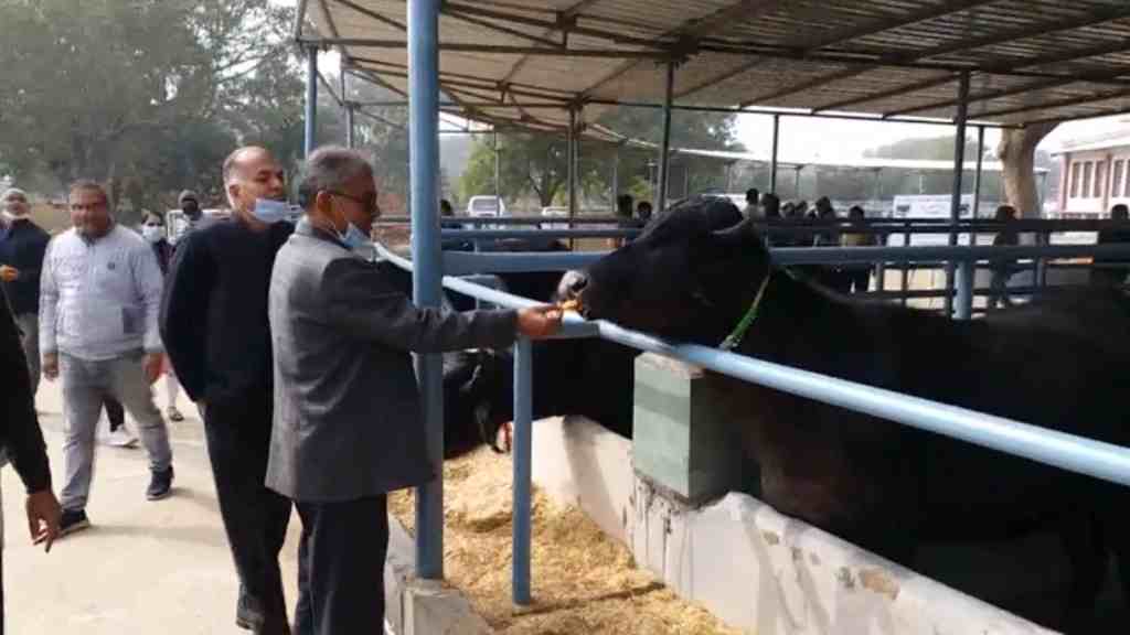 हिसार में वैज्ञानिको ने धूमधाम से मनाया 7 झोटों का जन्मदिन, देखे तस्वीरे hisar