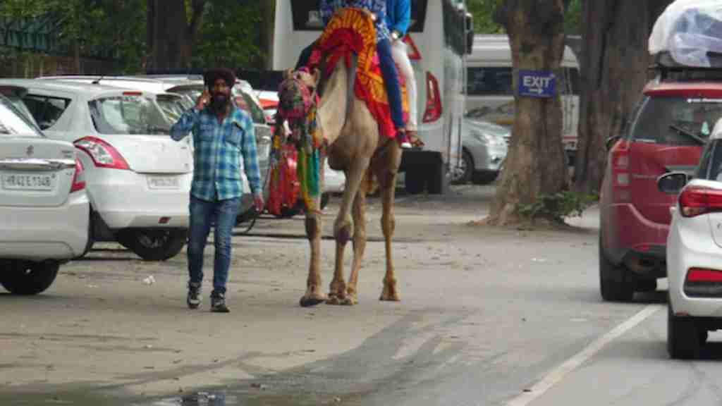 अजीबो-गरीब: चंडीगढ़ ट्रैफिक पुलिस ने काटा ऊंट का चालान, जानें क्या है वजह camel
