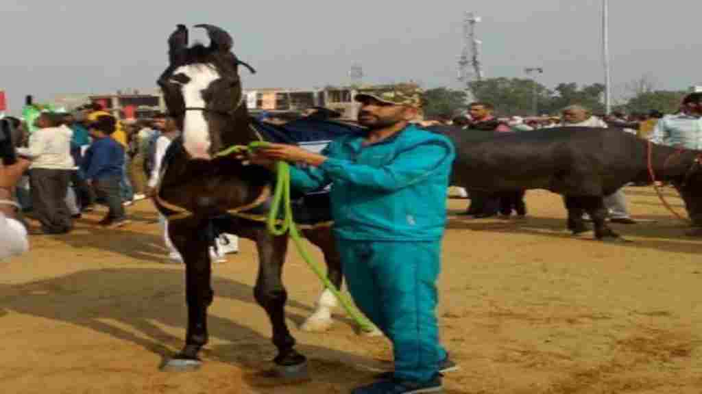 भिवानी पशु मेले में कैटरीना, बाहुबली और सूर्या ने जमाया रंग, लोगों में मची सेल्फी लेने की होड़ news 5 1