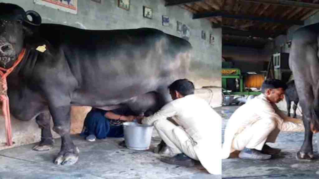 रेशमा का करिश्मा हैं जारी, इतने लीटर दूध देकर बनी देश की नंबर-1 भैंस bhais