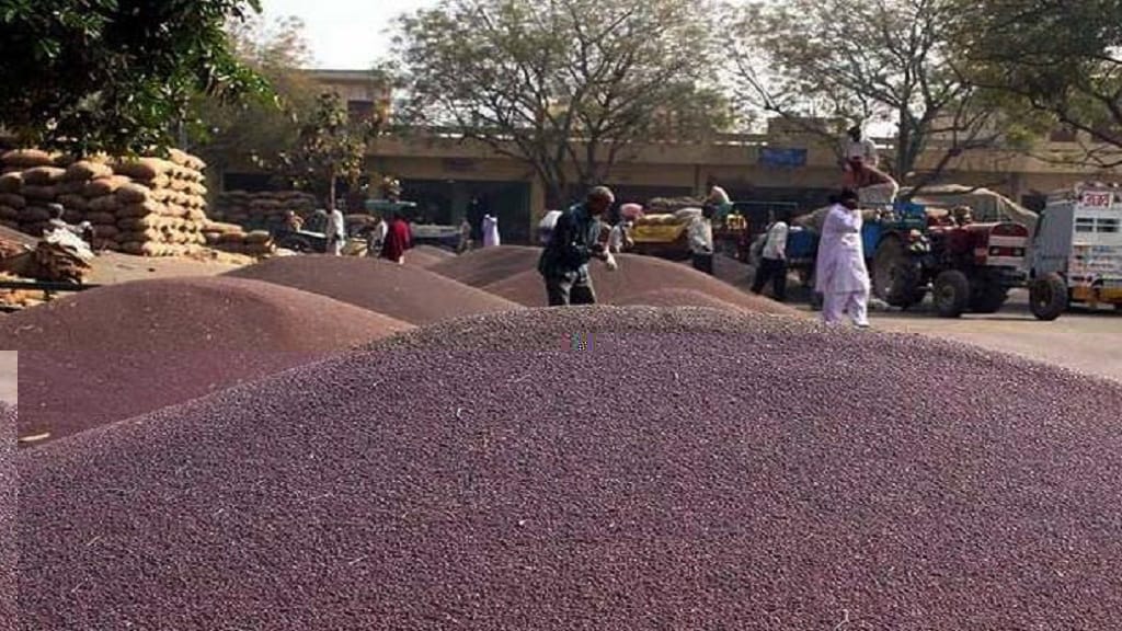 हरियाणा की मंडियों में सरसो की आवक तेज, अब तक इतने क्विंटल हुई सरसों की खरीद mustered mandi sarso