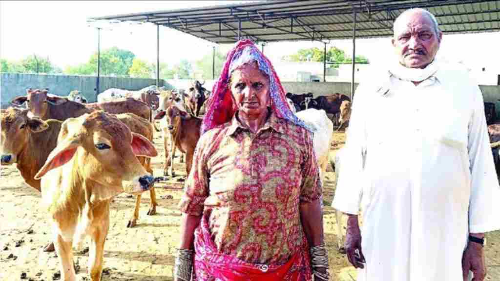 कायम की गौ सेवा की मिसाल, किसान दंपति ने अपनी 2 करोड़ की संपत्ति की गौशाला के नाम news 3