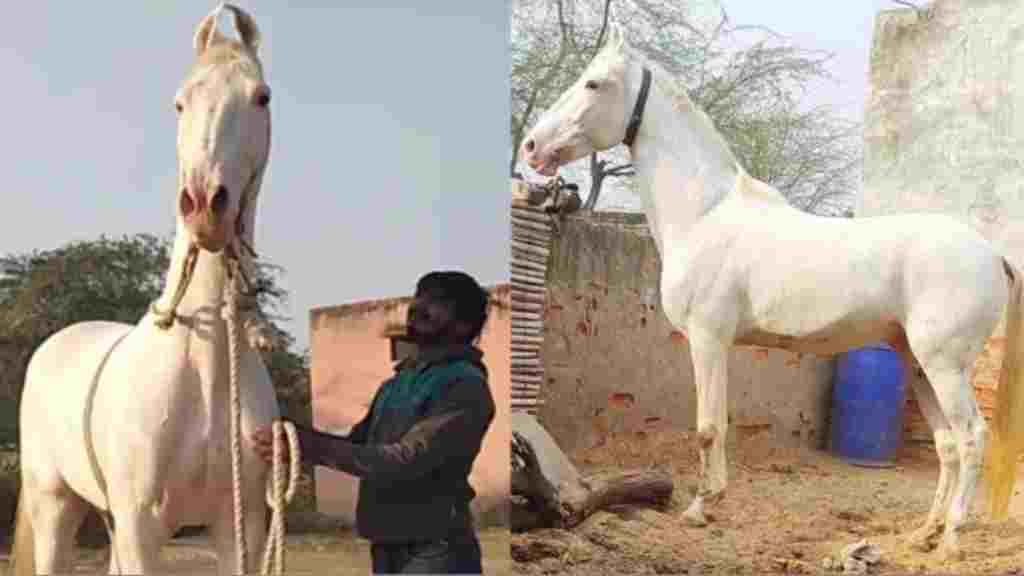 हरियाणा के सबसे ऊंचे घोड़े गुलबाग की मौत, लग्जरी गाड़ियों से भी ऊंची थी कीमत horse