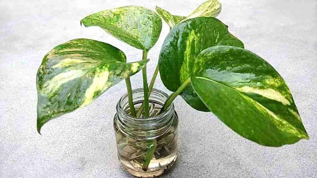money plant