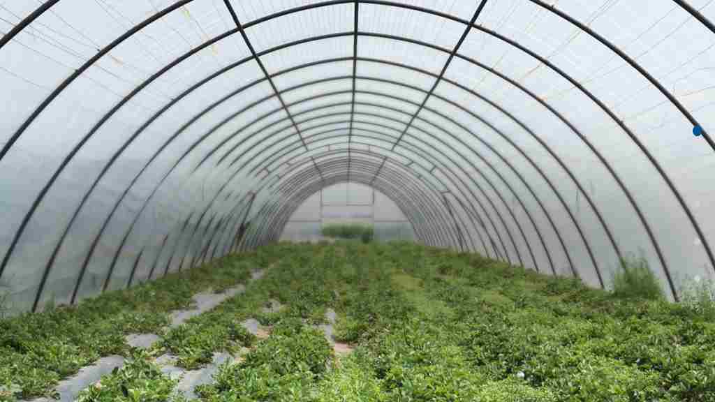 हरियाणा में सब्ज़ियों की खेती करने वाले किसानों को मिलेगी सब्सिडी, ऐसे उठाए लाभ Poly House